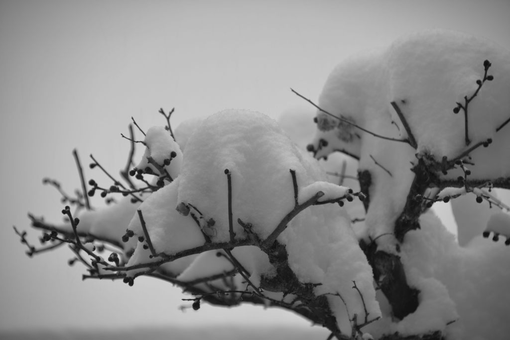 梅と雪