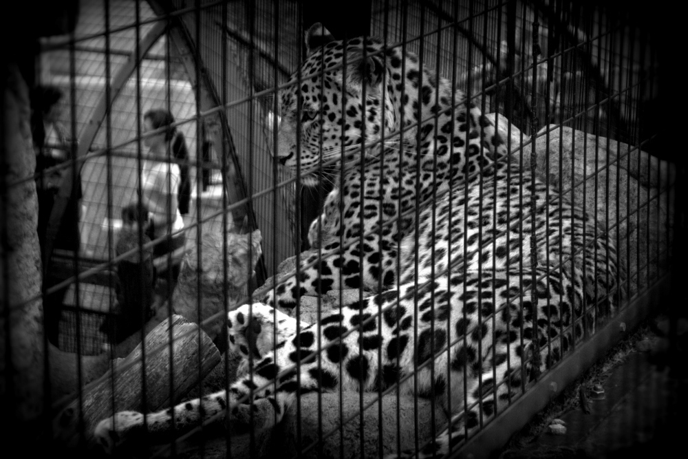 旭山動物園　Ⅱ