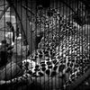 旭山動物園　Ⅱ
