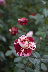 横浜イングリッシュガーデンの花（その1）