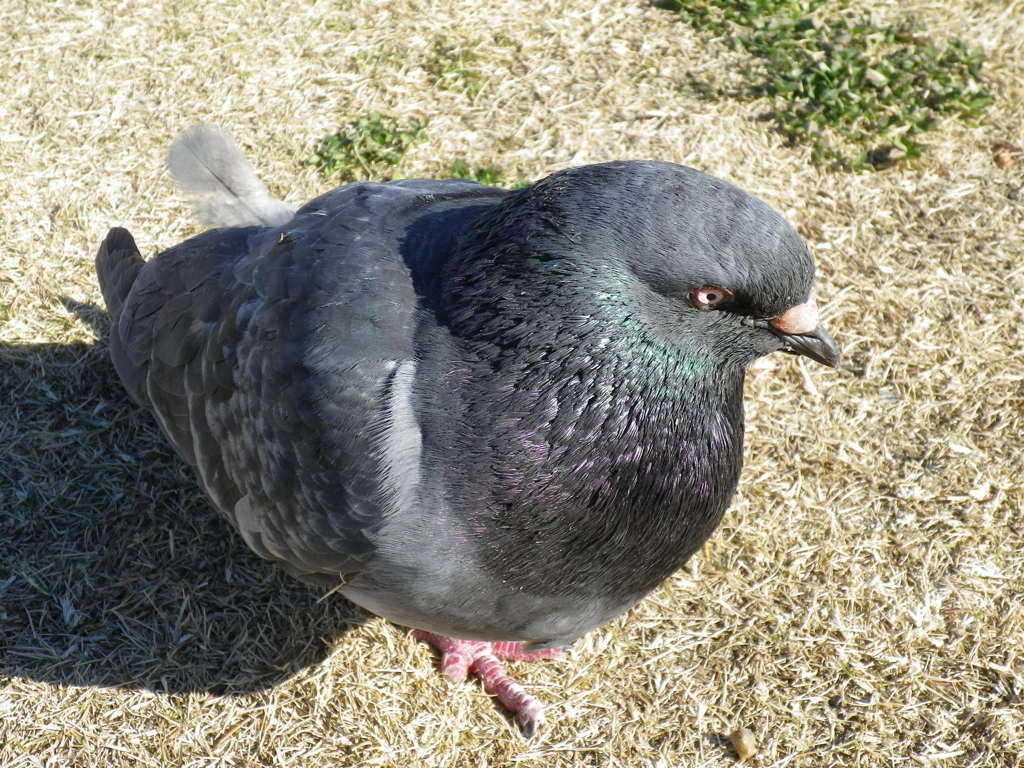 鳩