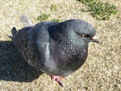 鳩