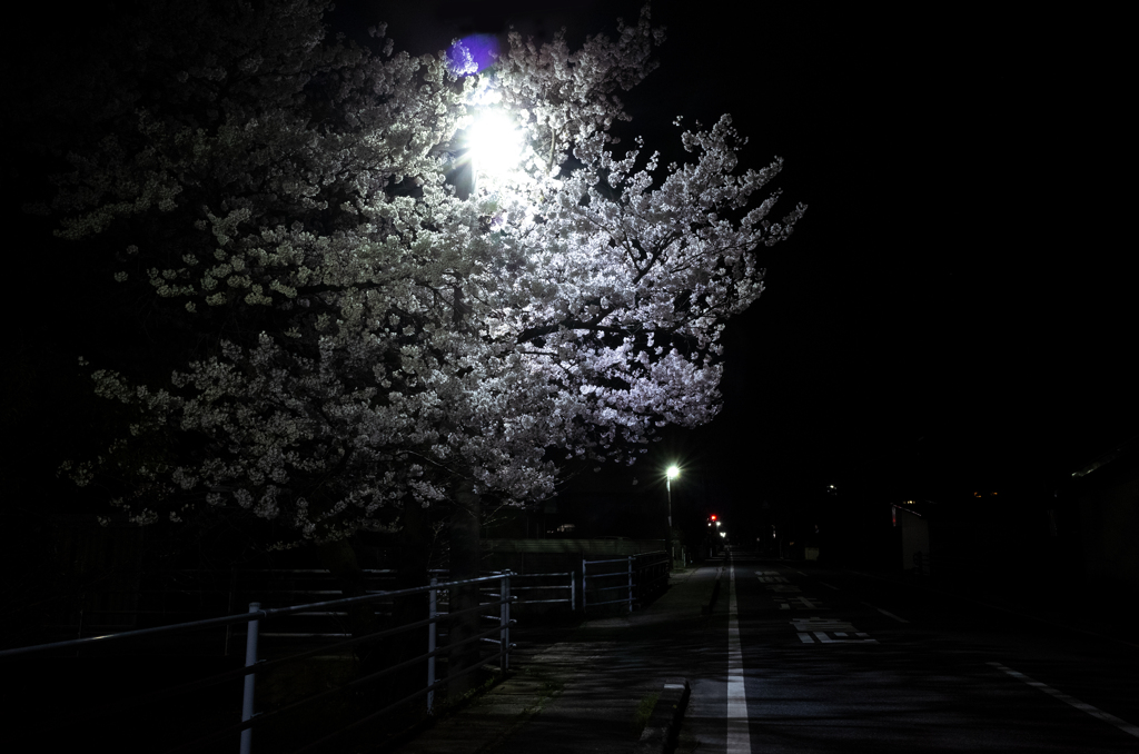 泡の咲く木