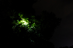 夜の光合成