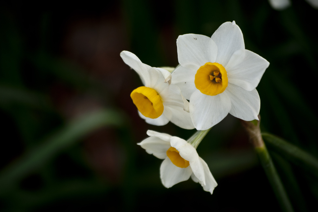 水仙の花言葉の由来