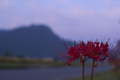 太郎坊と彼岸花