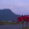 太郎坊と彼岸花