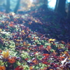 紅葉無題