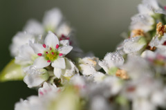 朝露とそばの花