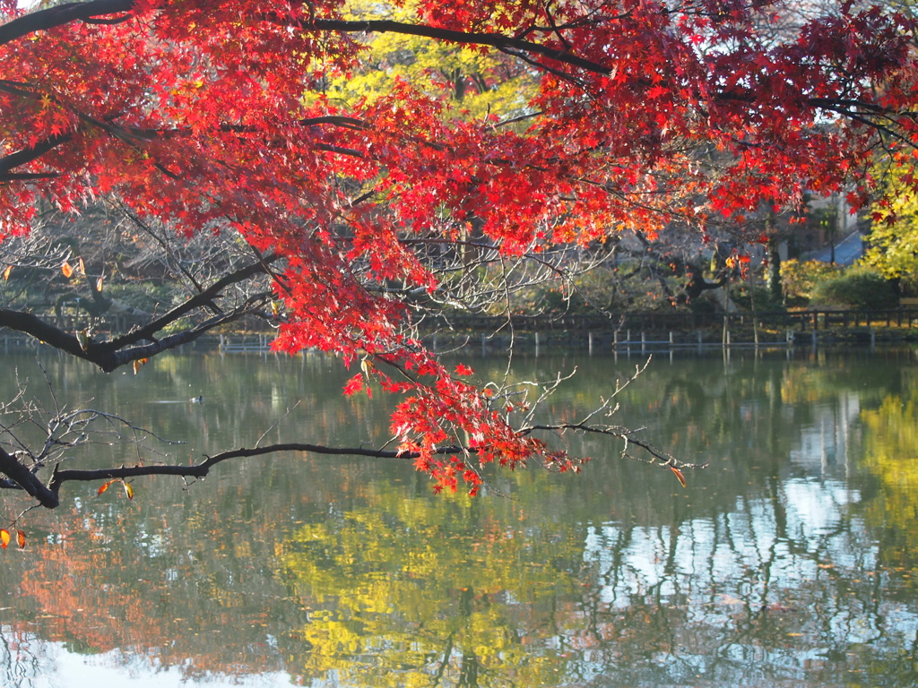 池の紅葉