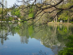 移行－桜から新緑へ