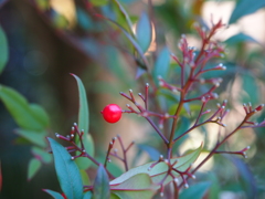 紅一点