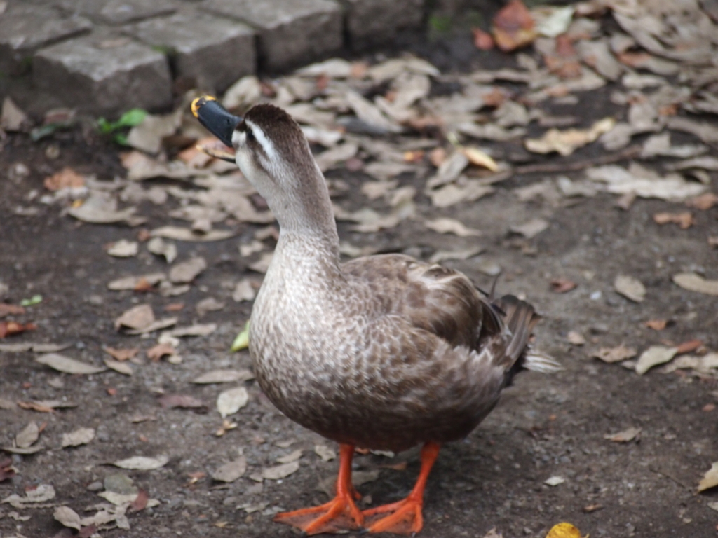 夏の水鳥