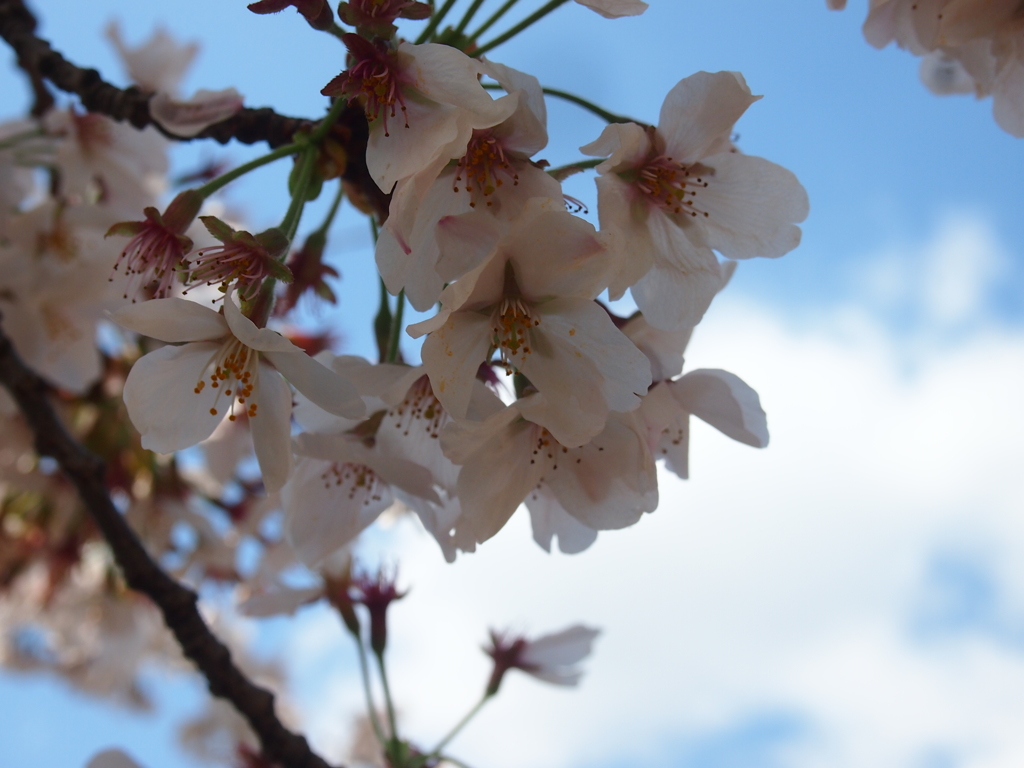 花模様