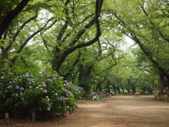 雑木林ーあじさいのある佇まい