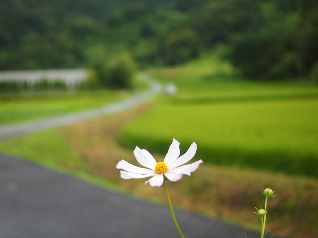 田園を望む