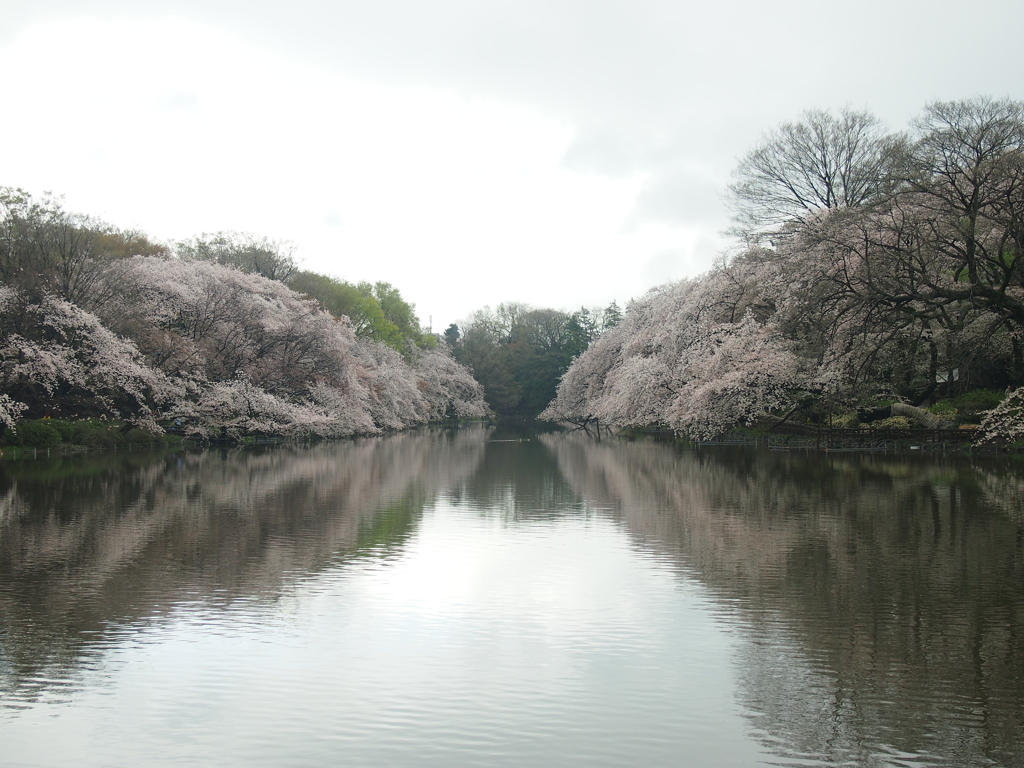 静寂の池