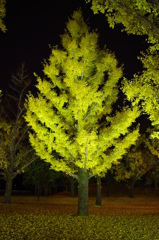 IMGP2644