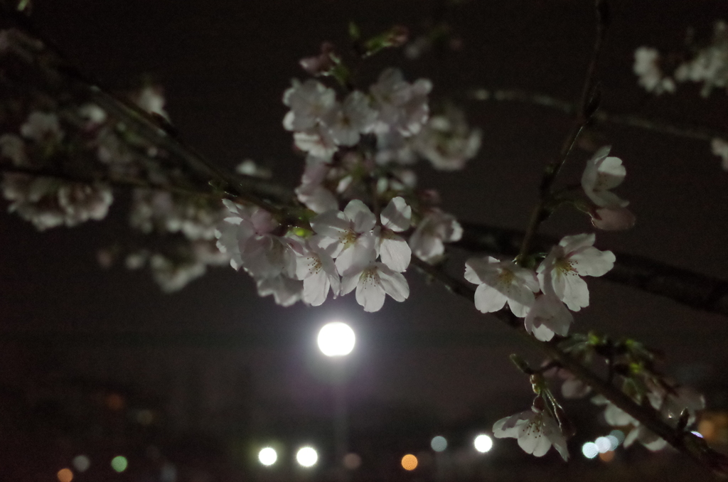 桜