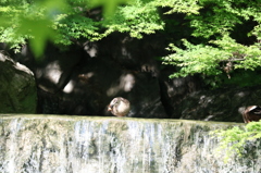 滝の覇者っぽいカモ