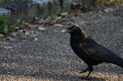 カラスが鳴いたら「カー」