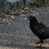 カラスが鳴いたら「カー」