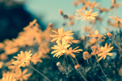 黄色いお花
