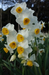 narcissus