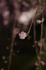 枝垂桜