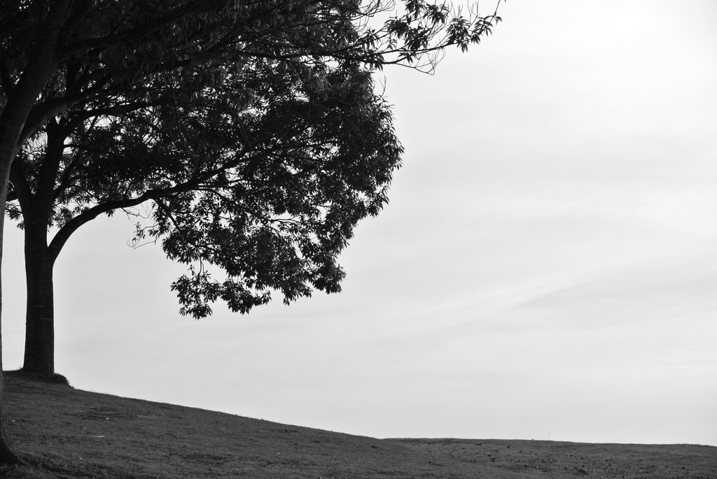DSC_2641
