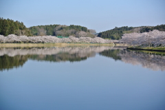 桜満開