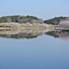 桜満開