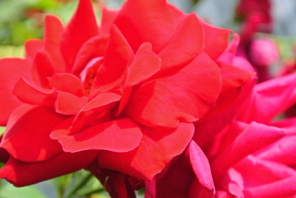 ＲＥＤ