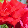ＲＥＤ