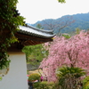 満開２