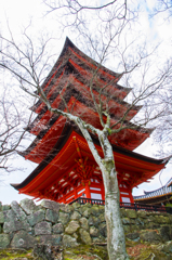 五重塔と桜