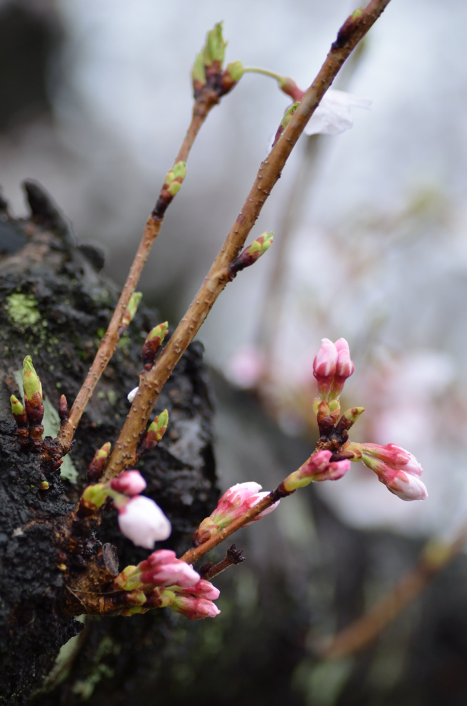 桜