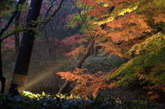 ライトアップなう