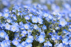 ベイビーブルーアイズなう