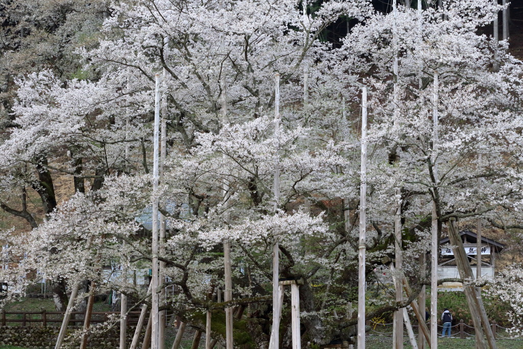 あだなれどなう
