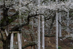 嶺のしらくもなう