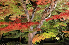 ライトアップなう