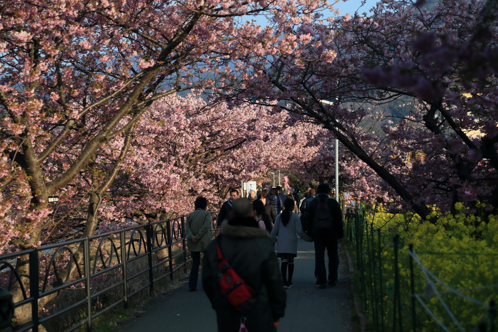 川沿いの道なう