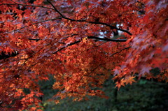 クリムゾンキングなう