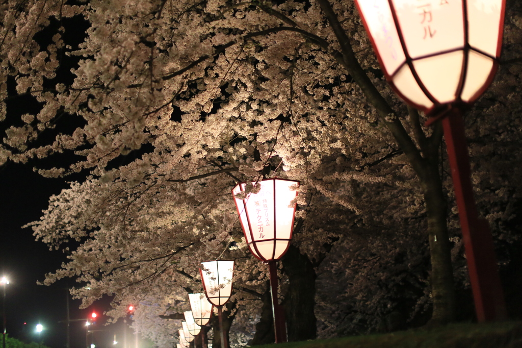 外濠桜ナウ