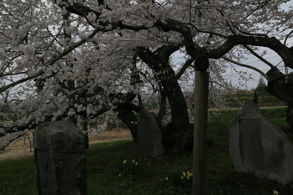 石割桜なう