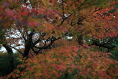 紅葉笠なう