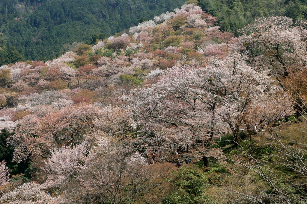 山辺に咲けるなう
