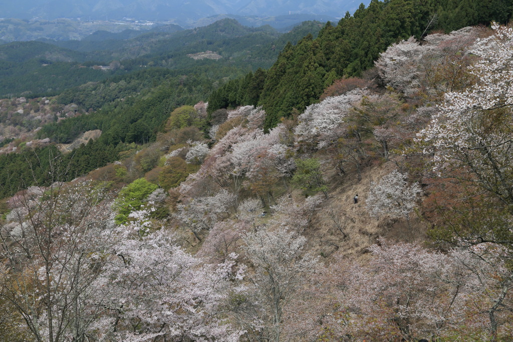 にほひぬるなう