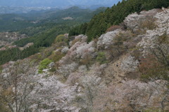 にほひぬるなう